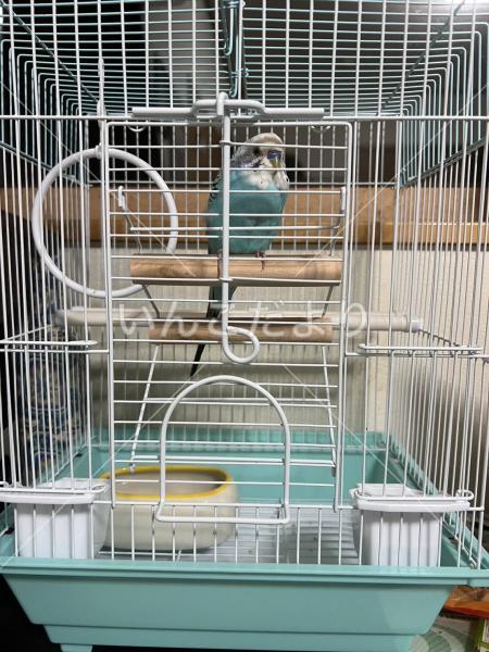 保護鳥の写真