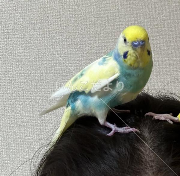 迷い鳥の写真