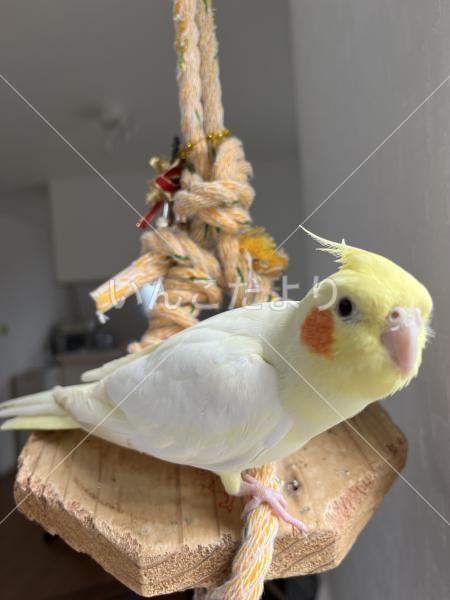 迷い鳥の写真
