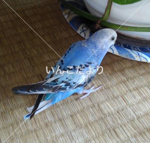 保護鳥の写真