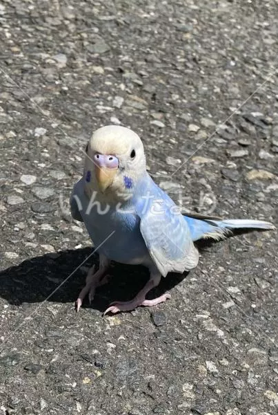 保護鳥の写真