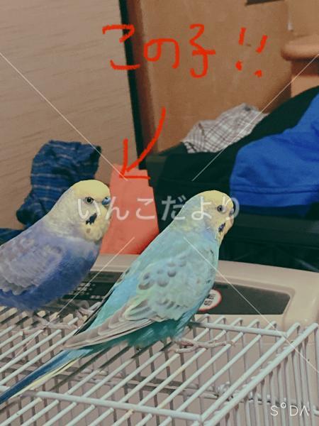 迷い鳥の写真