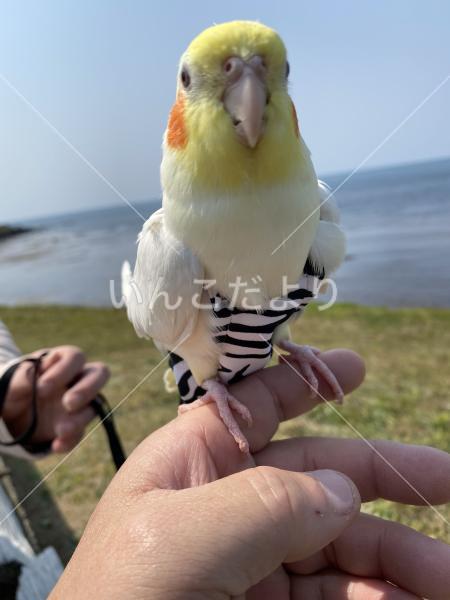 迷い鳥の写真