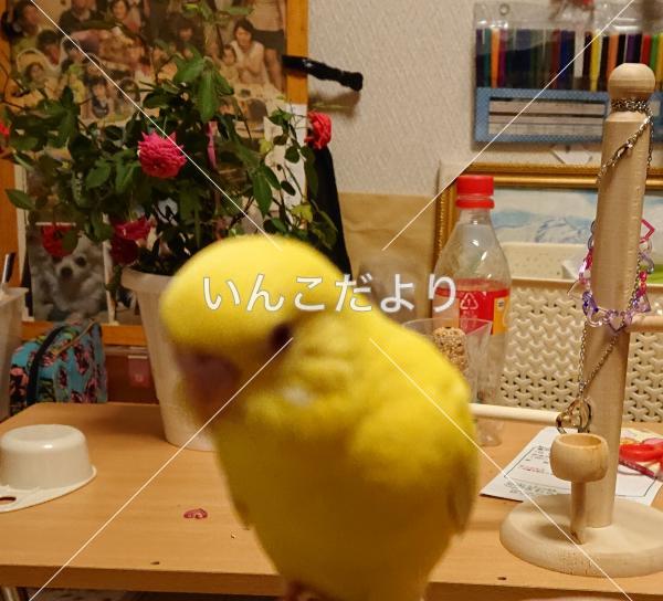 迷い鳥の写真