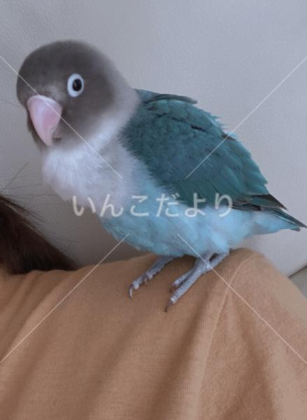 迷い鳥の写真