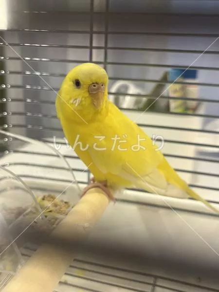 保護鳥の写真