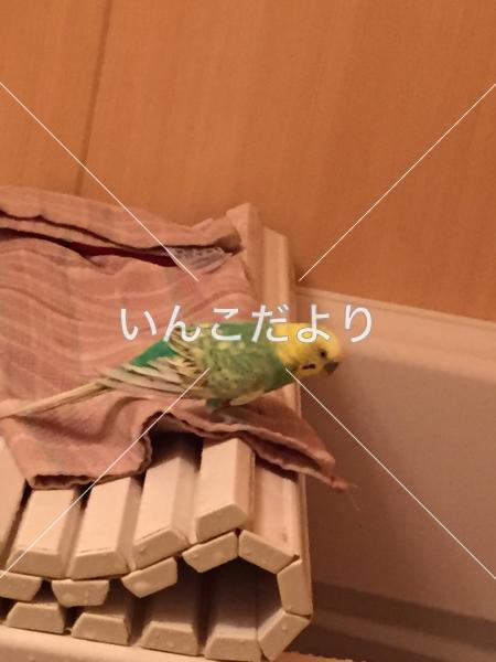迷い鳥の写真