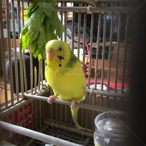 保護鳥の写真