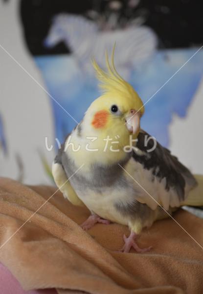 迷い鳥の写真