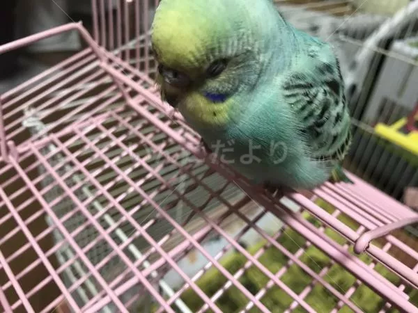 保護鳥の写真