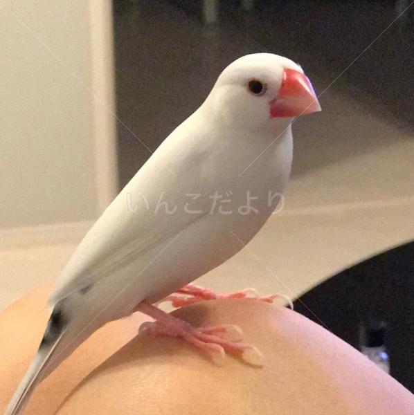 迷い鳥の写真