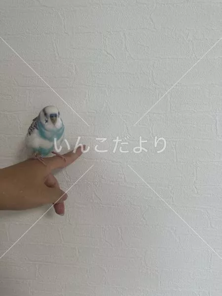保護鳥の写真