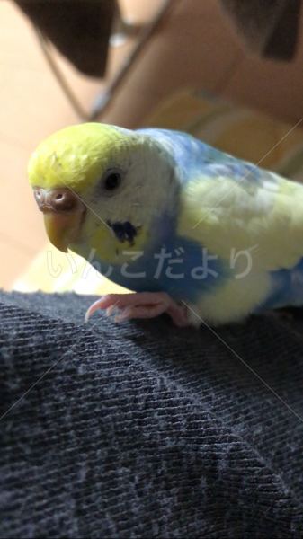 迷い鳥の写真