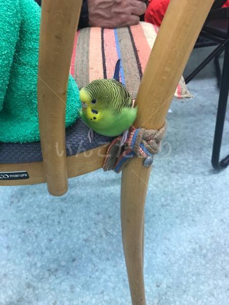 保護鳥の写真