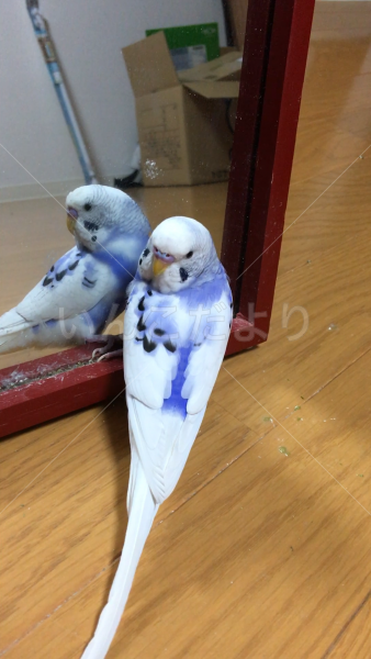迷い鳥の写真