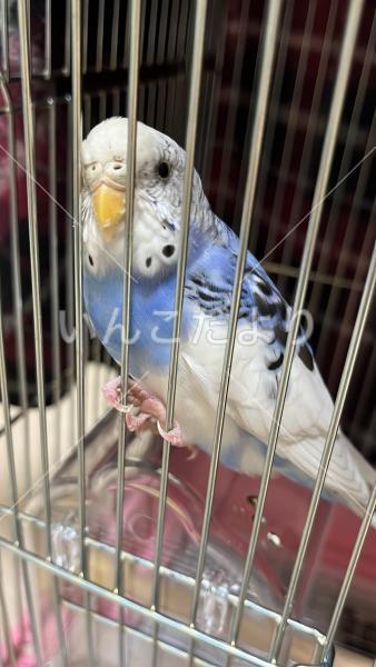 保護鳥の写真
