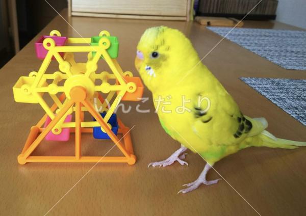 迷い鳥の写真