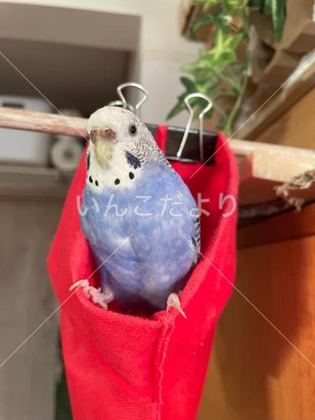 迷い鳥の写真