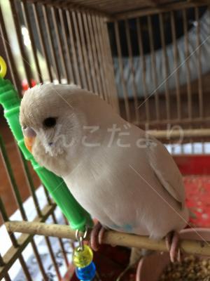 保護鳥の写真