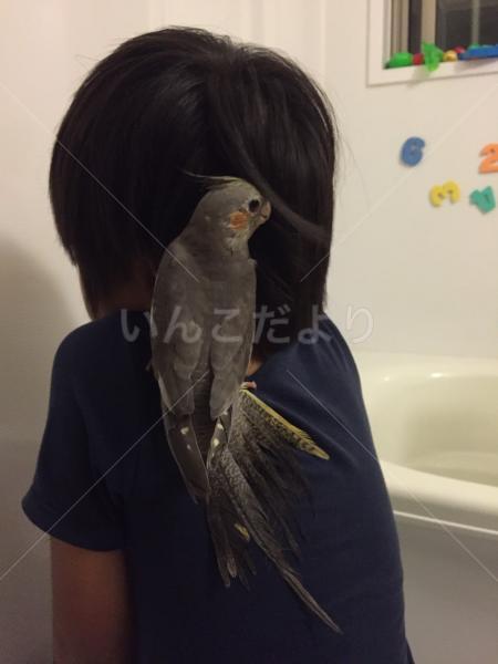 迷い鳥の写真