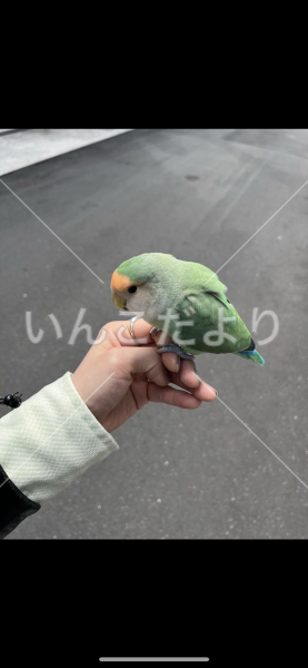 保護鳥の写真