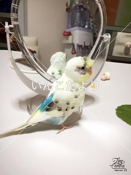 迷い鳥の写真