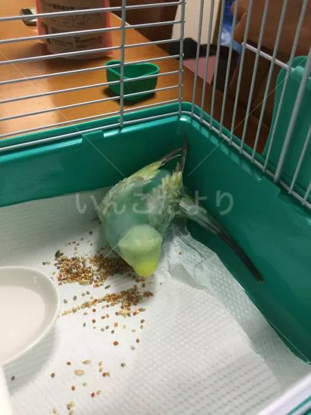 保護鳥の写真