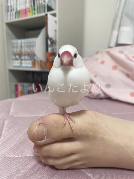 迷い鳥の写真