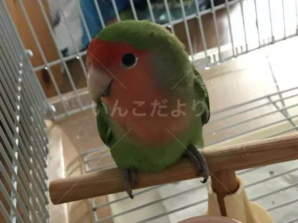 保護鳥の写真