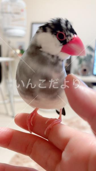 迷い鳥の写真