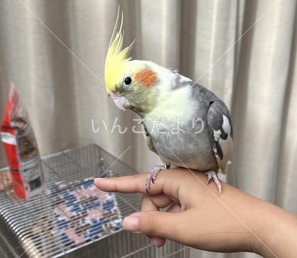 迷い鳥の写真