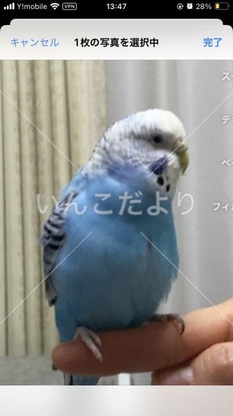 迷い鳥の写真