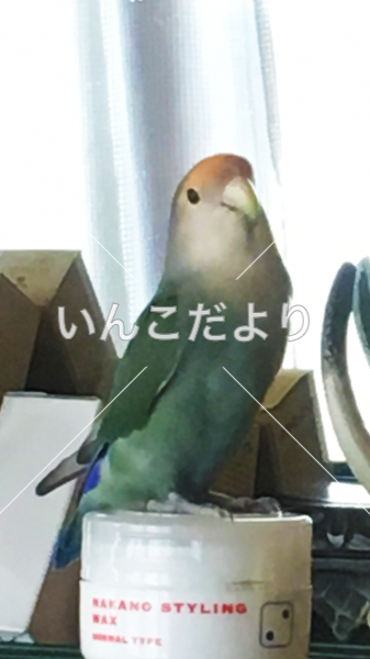 迷い鳥の写真