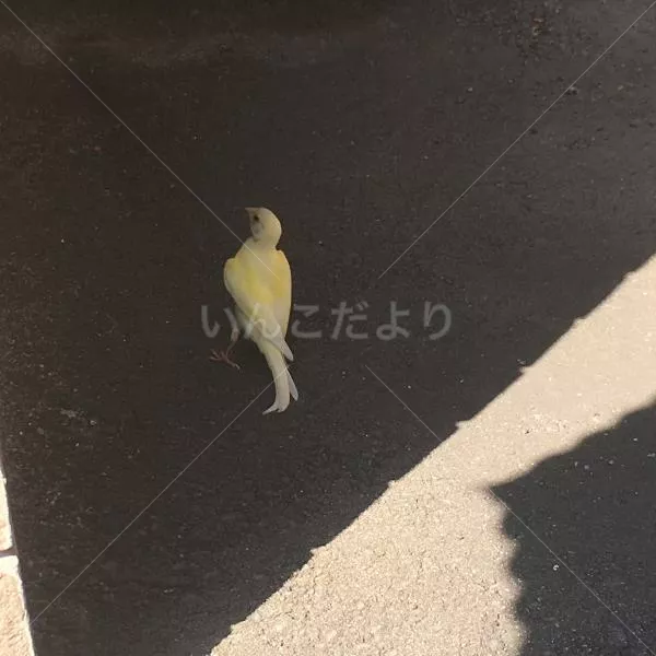 保護鳥の写真
