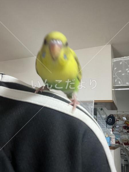 保護鳥の写真