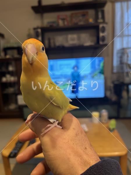 迷い鳥の写真