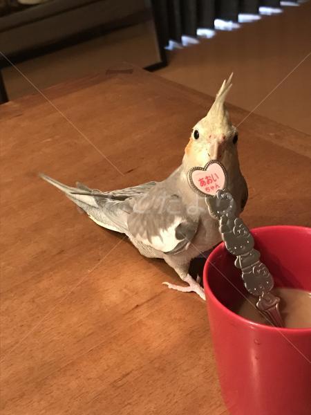 迷い鳥の写真