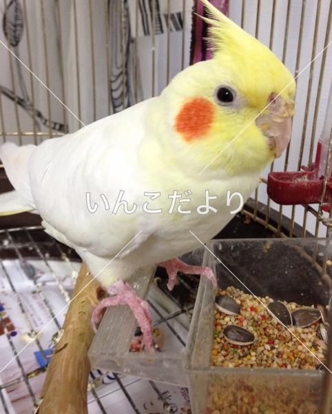 迷い鳥の写真
