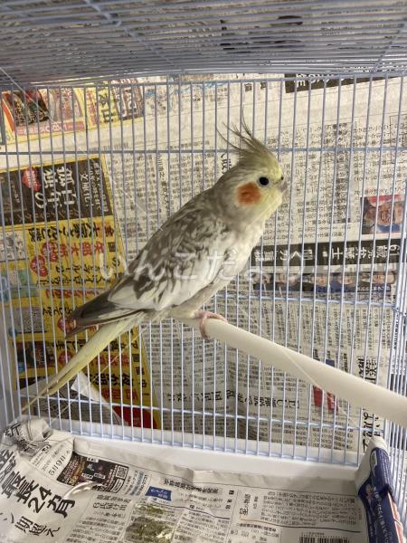 保護鳥の写真