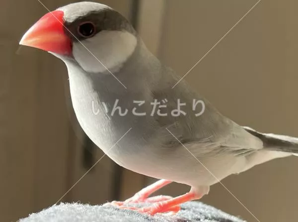 迷い鳥の写真
