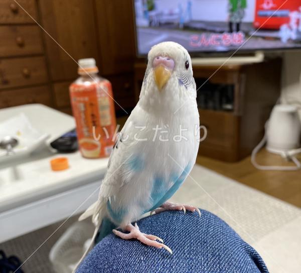 迷い鳥の写真