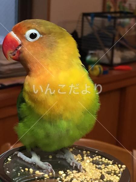 迷い鳥の写真