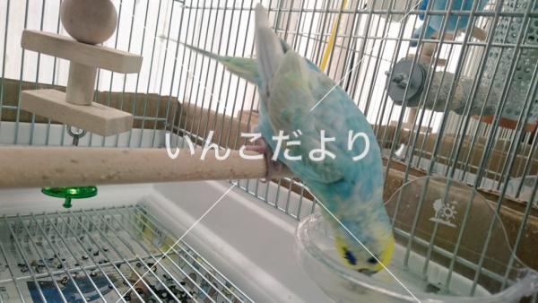 迷い鳥の写真