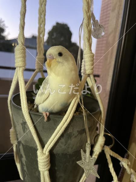迷い鳥の写真