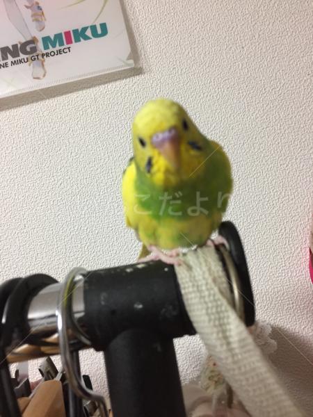 迷い鳥の写真