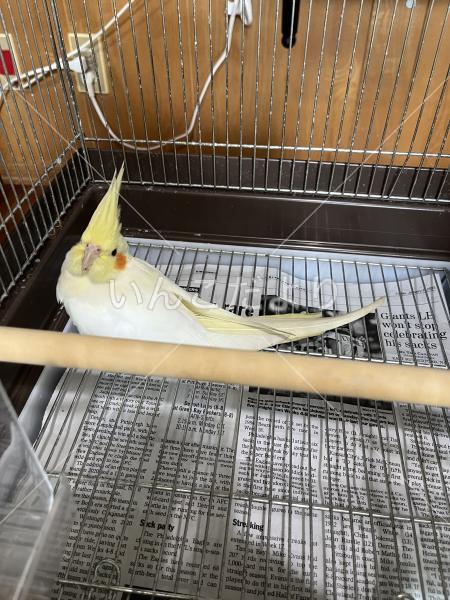 保護鳥の写真