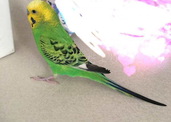 迷い鳥の写真