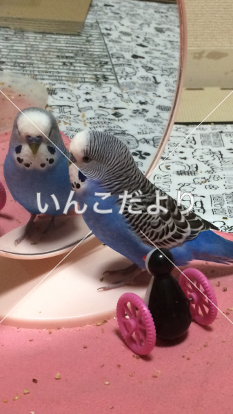 迷い鳥の写真