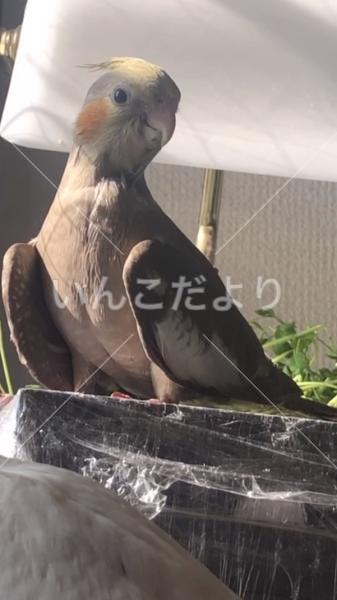 迷い鳥の写真