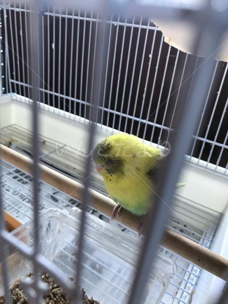 保護鳥の写真